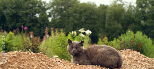 Dark grey cat lying on the ground on blurred forest background. Homeless cat in nature.  © lmot11