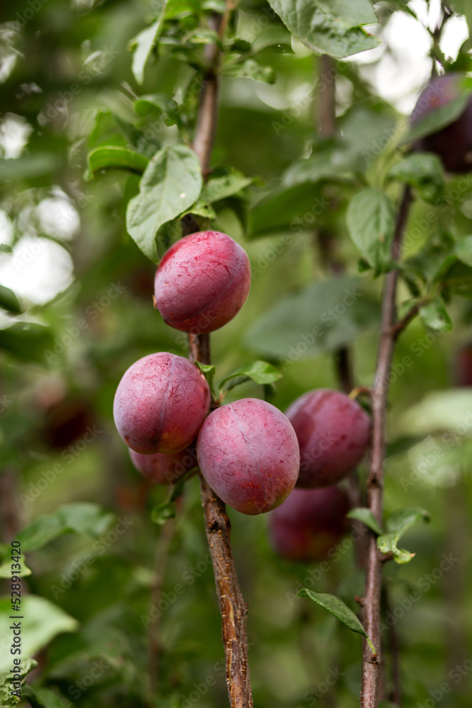 Plums on the branches of a tree. Agriculture, agronomy, industry Plums on the branches of a tree. Agriculture, agronomy, industry