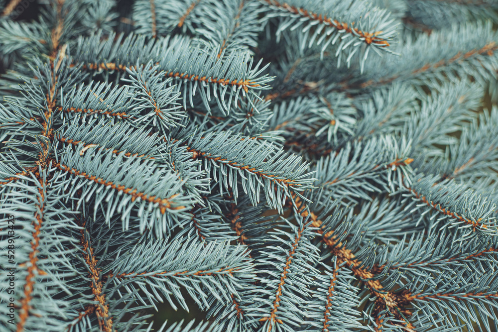 spruce branches

