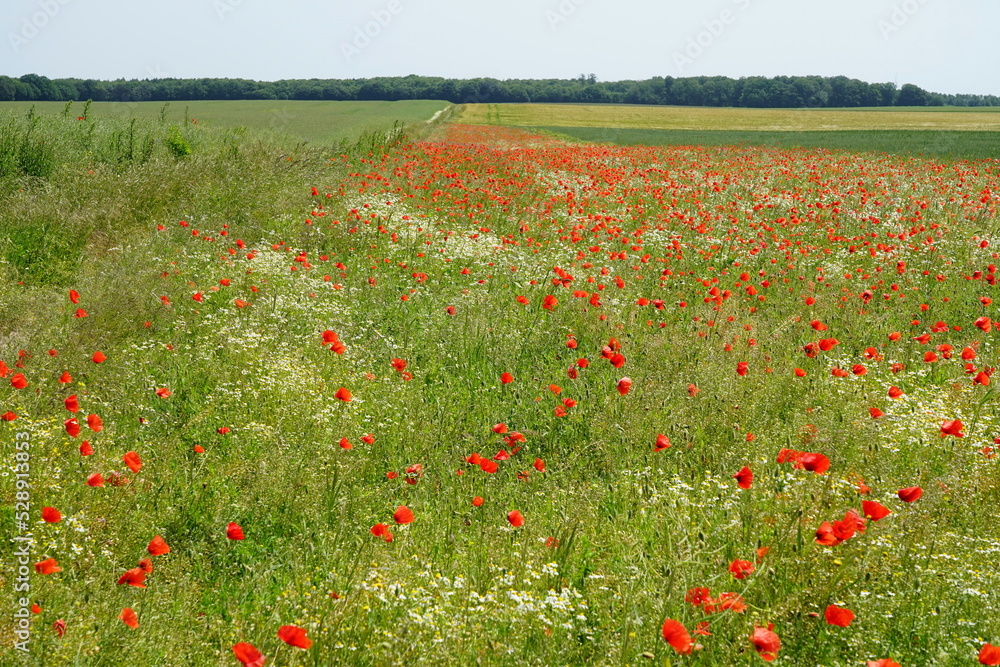 Felder mit roten Mohnblumen, zum Teil auch Kornblumen, in der Woiwodschaft Westpommern in Polen