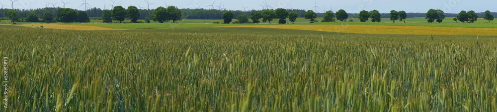 Weizenfeld in der Woiwodschaft Westpommern in Polen vor der Ernte
