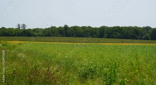 Weizenfeld in der Woiwodschaft Westpommern in Polen vor der Ernte