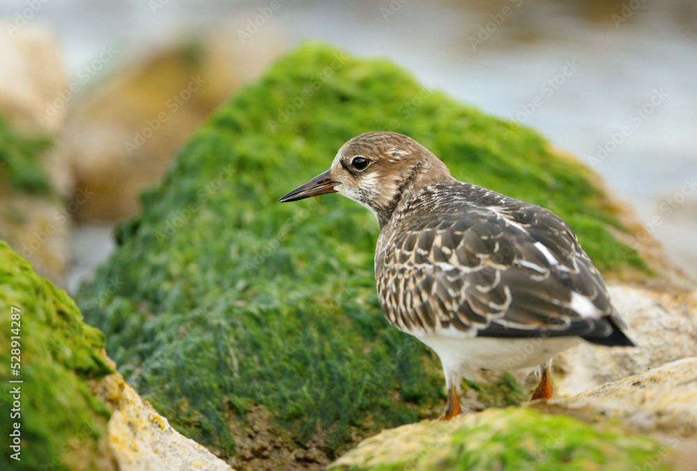 Ruddy turnstone Arenaria interpres small wading bird Ruddy turnstone Arenaria interpres small wading bird