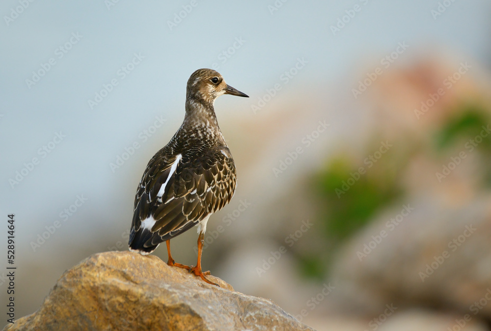 Fototapeta premium Ruddy turnstone Arenaria interpres small wading bird