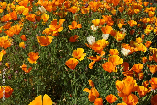 Field of Eschscholzia californica aka 'Orange King' flowers in bloom