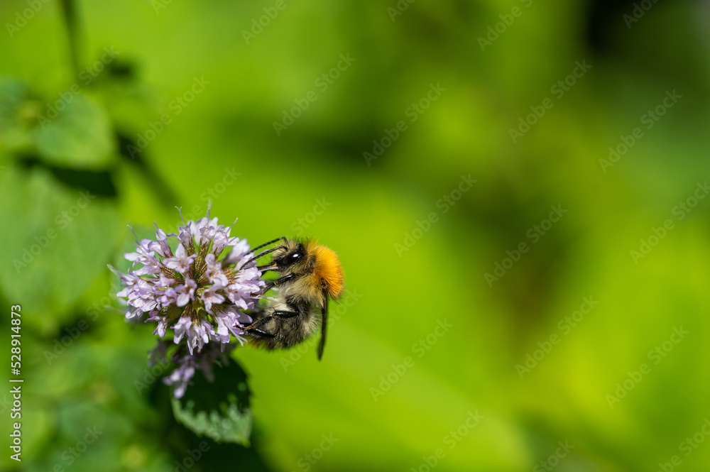 Hummel auf Minzblüte Hummel auf Minzblüte