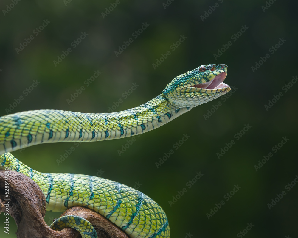 Fototapeta premium green snake on a tree