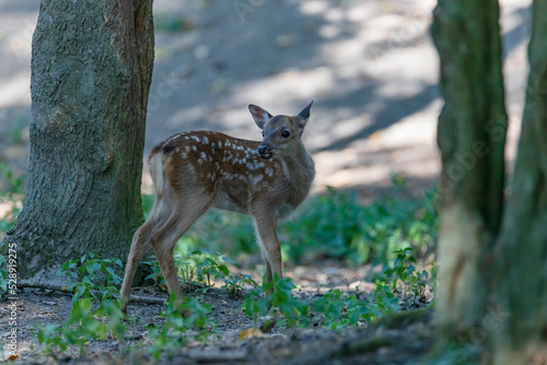 Fawn hd picture - A baby deer - WBL - Wild Park Rheingönheim, Germany
