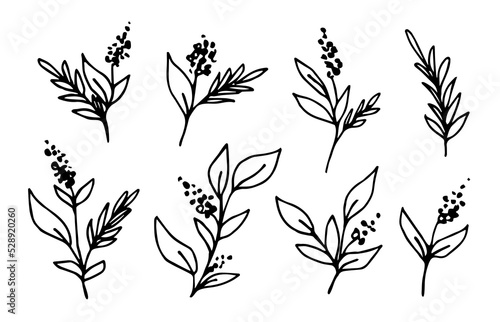Simple hand drawn vector sketch in ink. Floral set  flowers  branches with leaves  inflorescences of field herbs.
