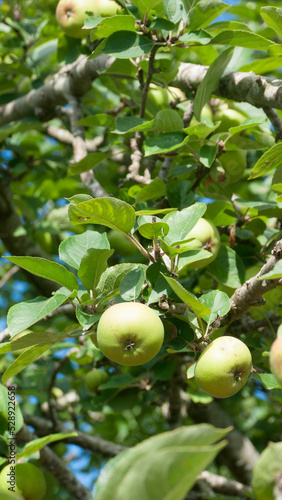 Manzanas verdes en ramas de manzanos en pomar