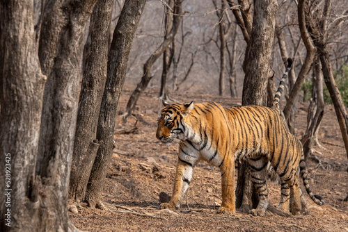 Wide angle of a Tiger walking in the dry forest of Ranthambore national park in summer. photo