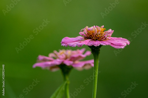 Close up of pink Zinnia flowers with a green background.