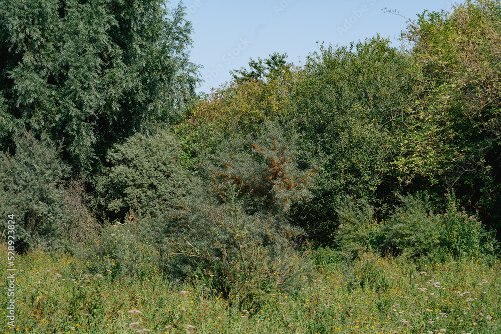Oh the beautiful nature. Rotterdam.Rozenburg.Netherlands. Oh the beautiful nature. Rotterdam.Rozenburg.Netherlands.