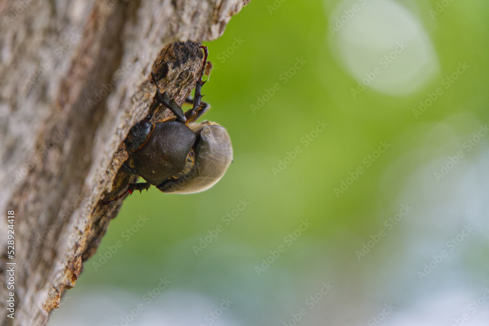 Naklejka premium summer beetle shore of lake kussharo hokkaido