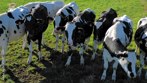 troupeau de vaches laitières photo