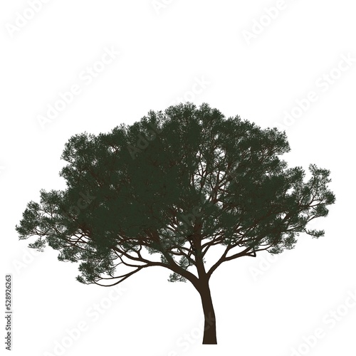 Sagoma Albero Colorata 02