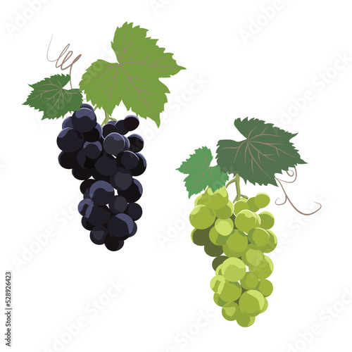 巨峰＆マスカット　葉付きのぶどうセット　イラスト・素材