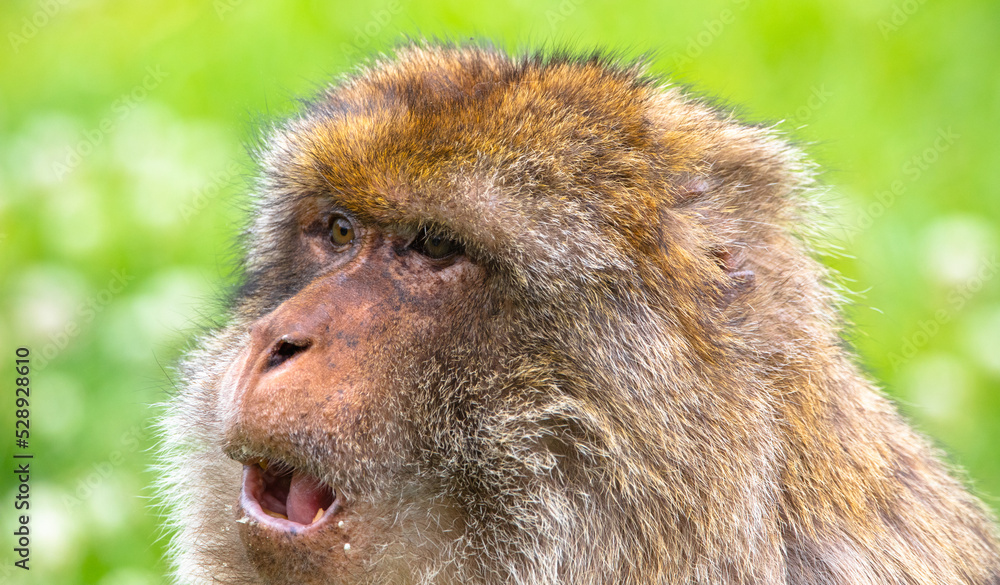 monkey face expression monkey face expression