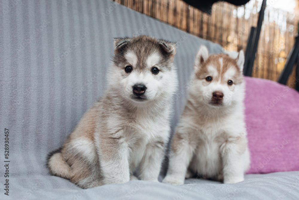 Husky puppies playing on the bench Husky puppies playing on the bench