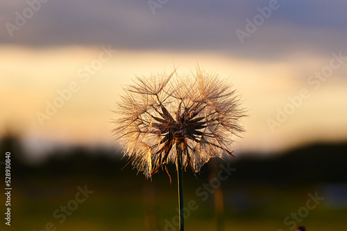 dandelion against sunset