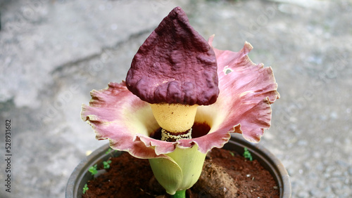 The corpse flower or Amorphophallus  is blooming. 