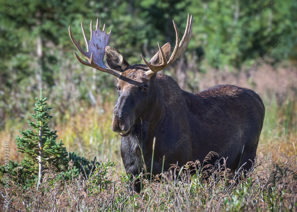 Moose in the Colorado Rocky Mountains Moose in the Colorado Rocky Mountains