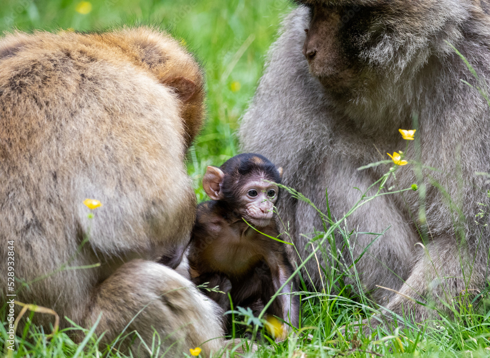Obraz premium mother and baby monkey