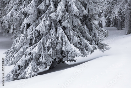 Trees in snowy forest at winter in Buzau