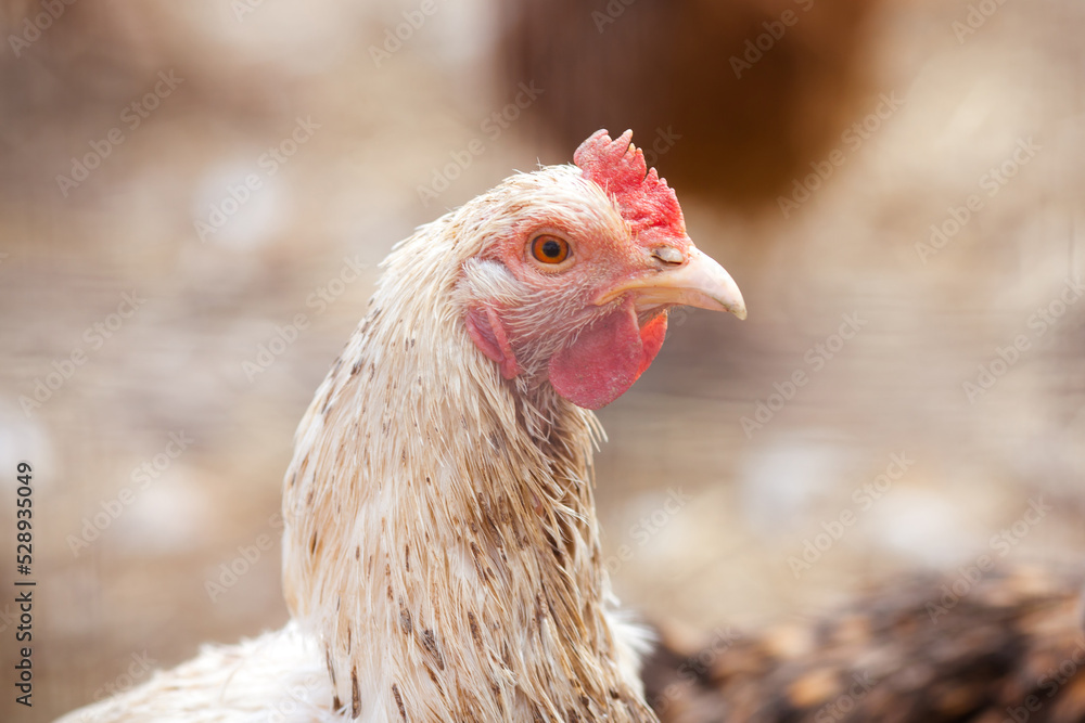 Chicken head. Chicken on the farm close-up