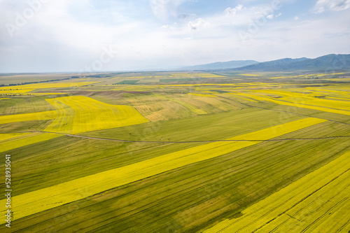  rape flower ocean field in China