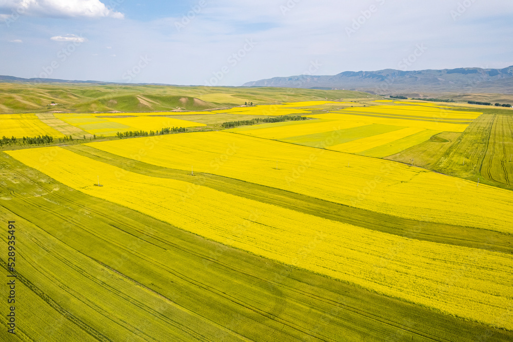 Fototapeta premium rape flower ocean field in China