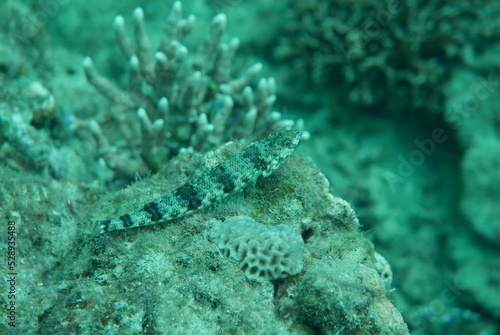 Kakeromajima or Kakeroma-tō is one of the Satsunan Islands, classed with the Amami archipelago between Kyūshū and Okinawa.