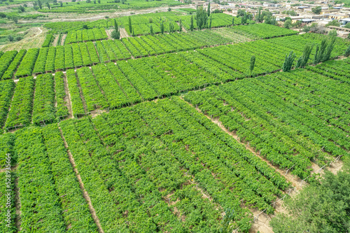 grape orchard in Xinjiang China