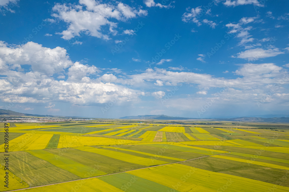 Obraz premium rape flower ocean field in China
