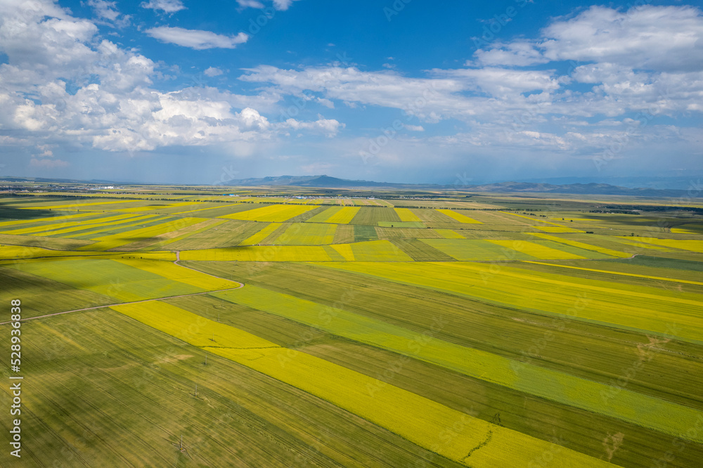 Fototapeta premium rape flower sea in Xinjiang China