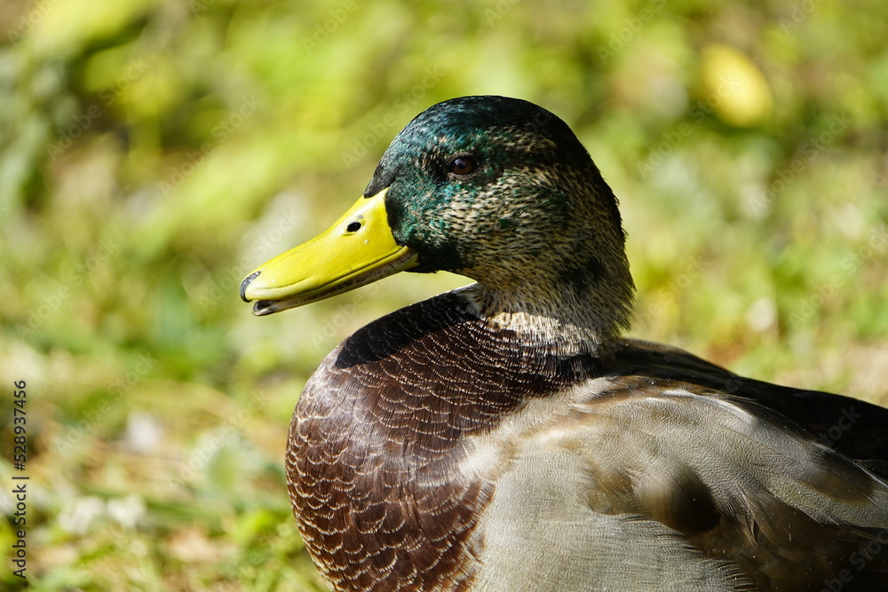 Mallard, or Wild duck Drake male (Anas platyrhynchos )
Mallard, or Wild duck Drake male (Anas platyrhynchos )