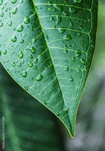 water drops on leaf