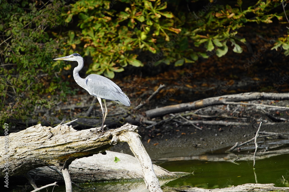 Fototapeta premium Gray Heron foraging (Ardea cinerea), Ardeidae family. Hanover-Herrenhausen, Germany