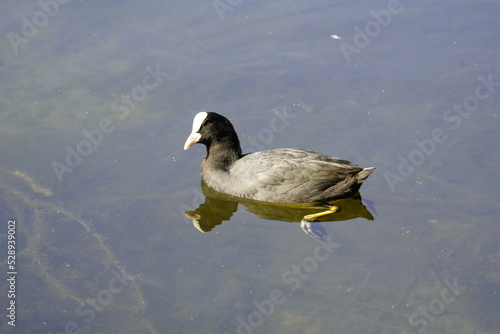 Eurasian Coots (Fulica atra) Rallida family. Location: Hanover, Germany. photo