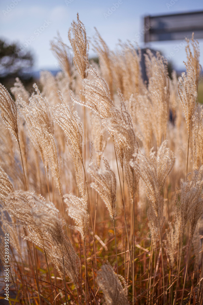 Fototapeta premium Beautiful fluffy plant close up photo. Nature backgrounds,