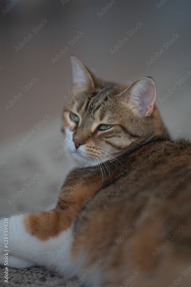 Chat avec un beau regard Chat avec un beau regard
