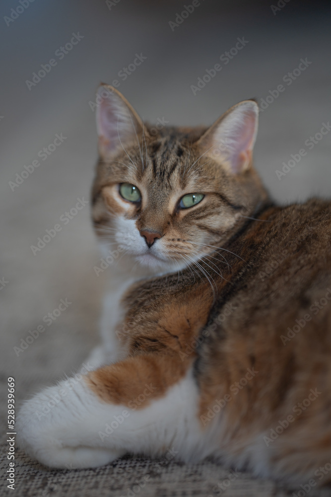 Chat avec un beau regard