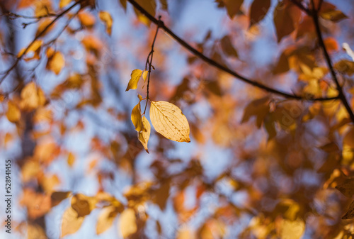 Autumn tree with yellow leaves. Nature backgrounds	