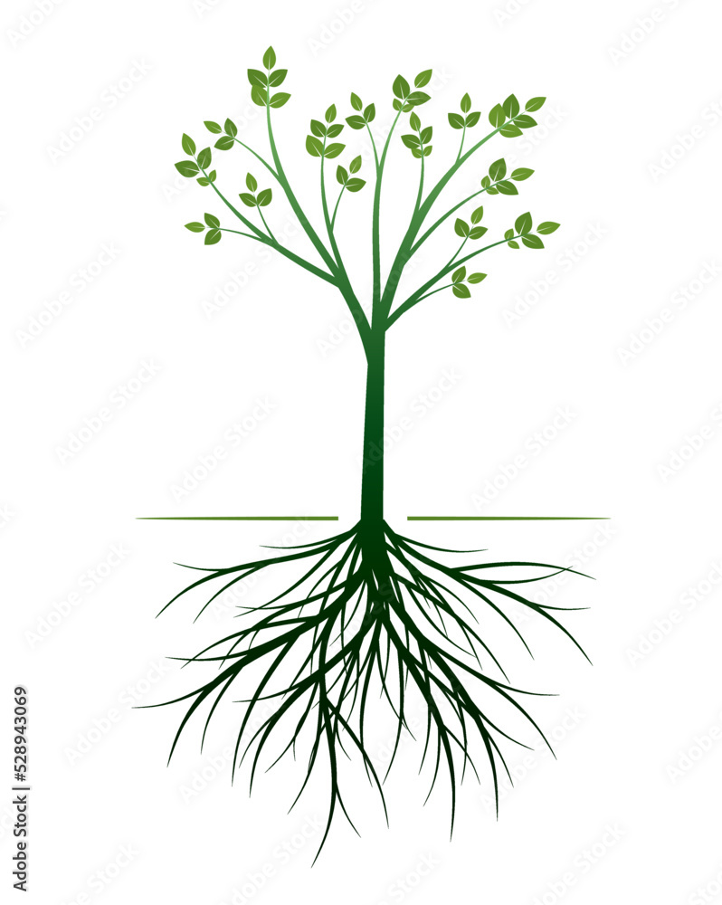Fototapeta premium Young green Tree with Roots. Vector outline Illustration.