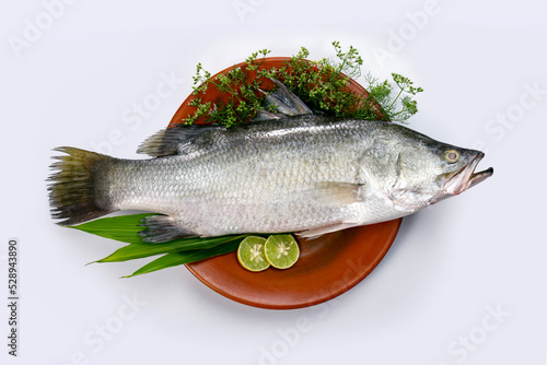 Seabass or barramundi fish on clay plate with cooking elements white background. Koral fish, Family Latidae, Scientific name Lates calcarifier, Giant seaperch.