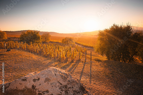 Wonderful vineyards at Tokaj in autumn photo