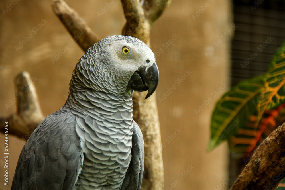Fototapeta premium Beautiful gray parrot from right side