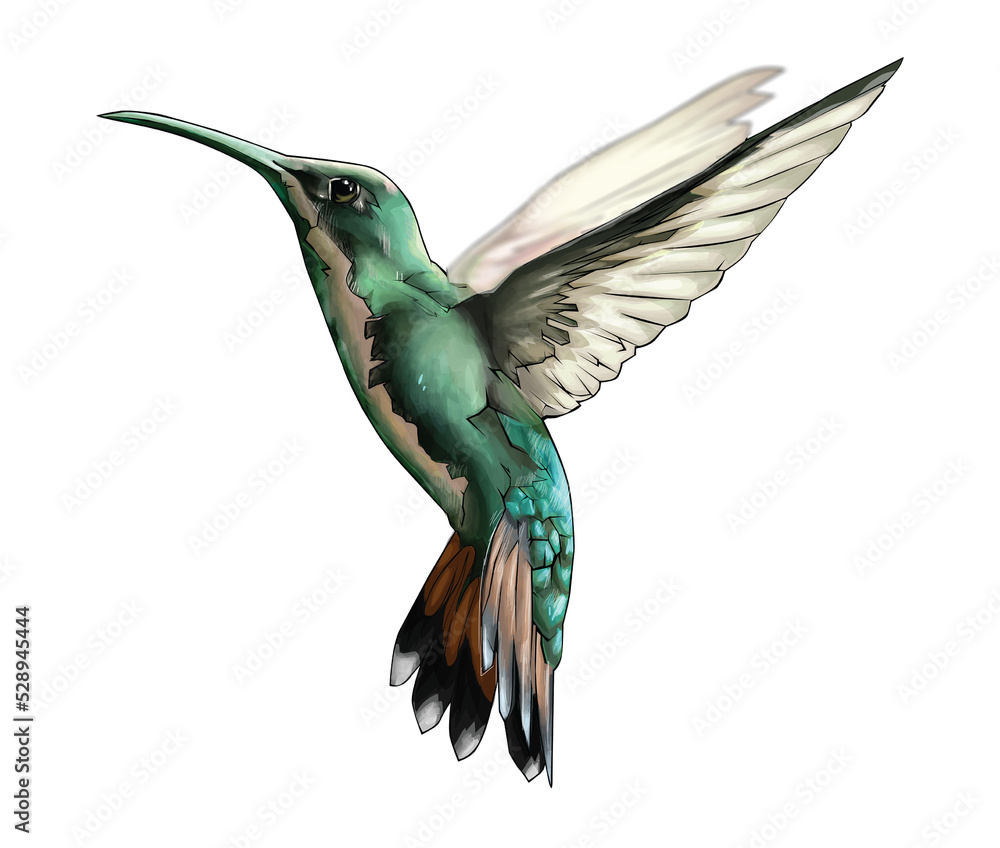 Obraz premium hummingbird in flight