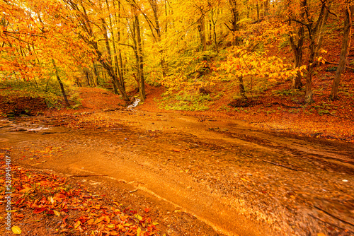 Pathway in the forest at au...