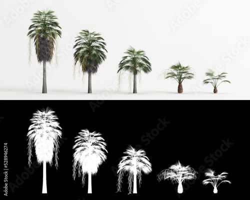 3d illustration of set Brahea armata tree isolated on white and its mask